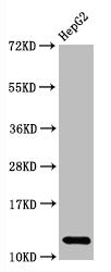 Histone H2A type 1-B/E Recombinant Monoclonal Antibody