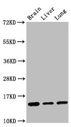 Histone H2B type 1-K Antibody