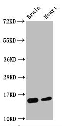 Di-methyl-Histone H3.1（K4）Recombinant Monoclonal Antibody