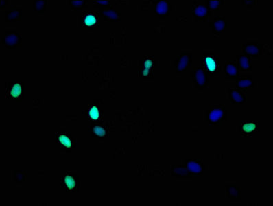 Histone H3.1 Antibody
