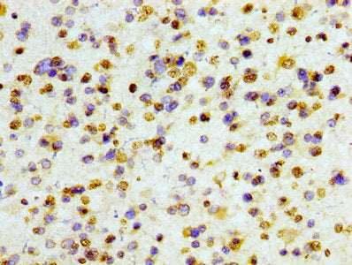 Histone H3.1 Antibody