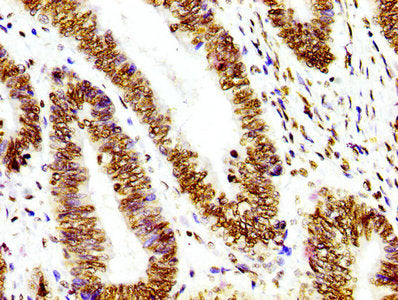 Histone H3.1 Antibody