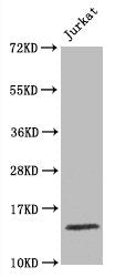 Histone H3.1 Recombinant Monoclonal Antibody