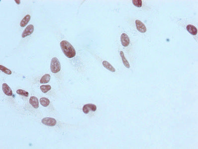 Mono-methyl-Histone H3.1（R17）Antibody