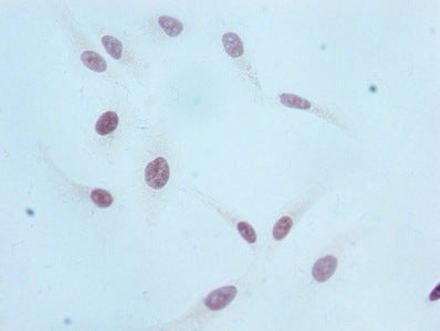 Mono-methyl-Histone H3.1（K36）Antibody