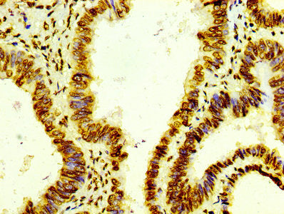 Histone H4 Recombinant Monoclonal Antibody