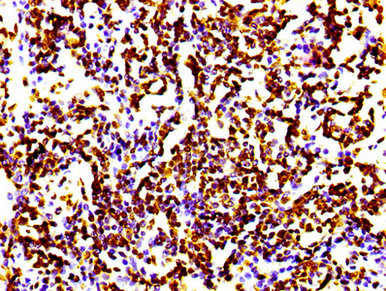 Histone H4 Antibody