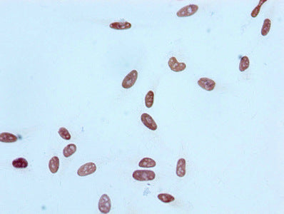 Acetyl-Histone H4 (K16) Antibody