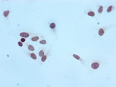 Tri-methyl-Histone H4 (K20) Antibody