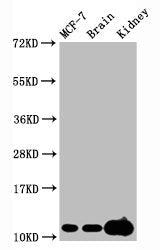 Tri-methyl-Histone H4 (K20) Recombinant Monoclonal Antibody
