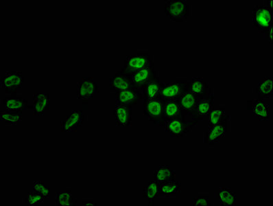 HNRNPC Antibody