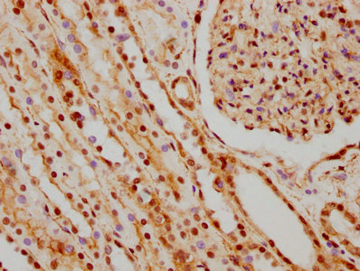HNRNPC Antibody