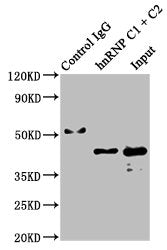 HNRNPC Antibody