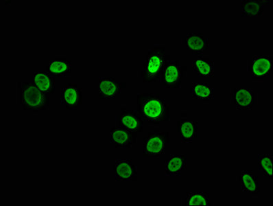 HNRNPK Antibody