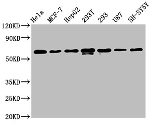 HNRNPK Antibody