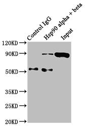 HSP90AA1/HSP90AB1 Antibody
