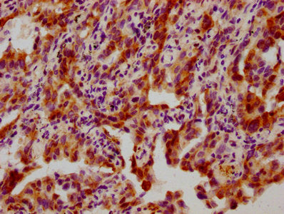 Phospho-HSPB1 (S82) Antibody