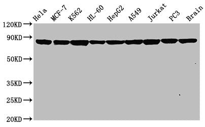 HSP90AA1 Antibody