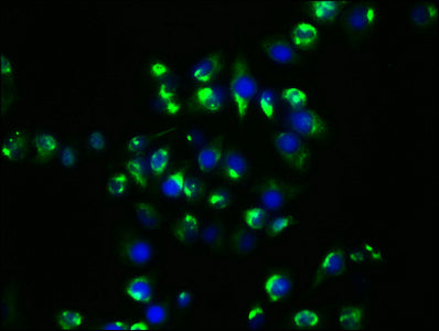 HSP90AA1 Antibody