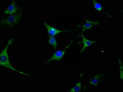 HSP90AA1 Antibody