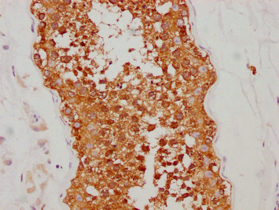 HSP90AA1 Antibody
