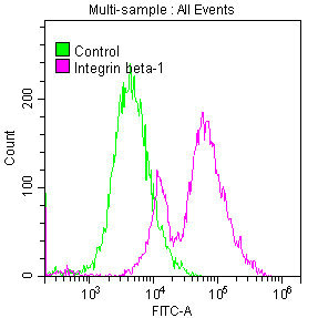ITGB1 Antibody