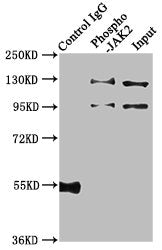 Phospho-JAK2 (Y1007 + Y1008) Antibody