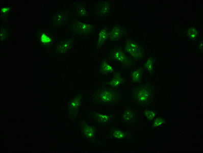 Phospho-JUN (S63) Antibody