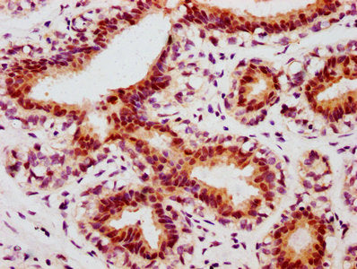 Phospho-JUN (S63) Antibody