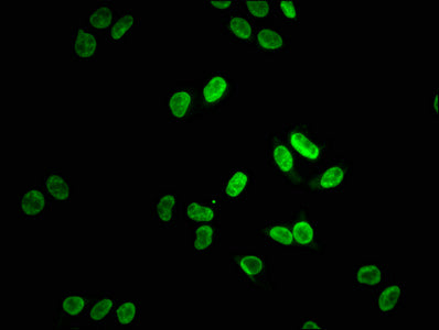 LMNA Antibody