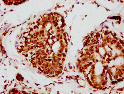 LMNA Antibody