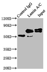 LMNA Antibody