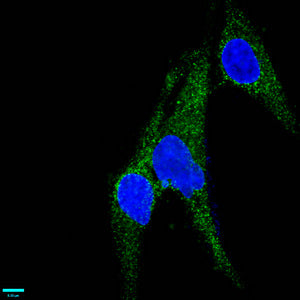 CD146 Antibody