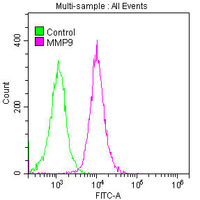MMP9 Antibody