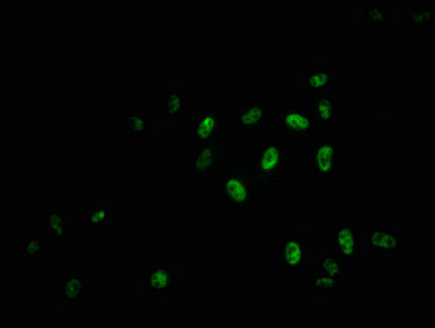 Phospho-MYB (S11) Recombinant Monoclonal Antibody