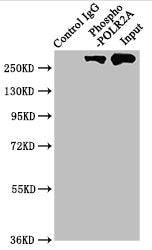 Phospho-POLR2A (S2) Antibody