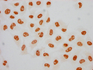 Phospho-POLR2A (S5) Antibody