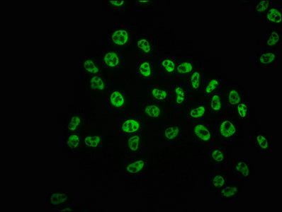Phospho-POLR2A (S5) Antibody