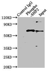 Phospho-PTPN11 (Y542) Antibody