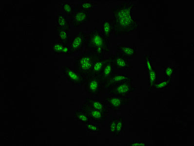 Phospho-RAF1 (S621) Antibody