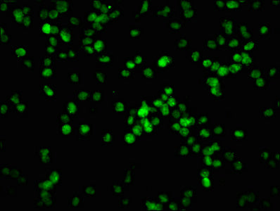 Phospho-RB1 (S780) Antibody