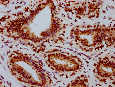 Phospho-RB1 (S780) Recombinant Monoclonal Antibody