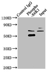 Phospho-RPS6KB1 (T421+S424) Antibody