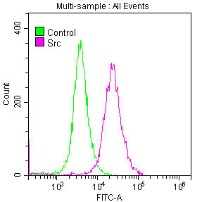 SRC Antibody