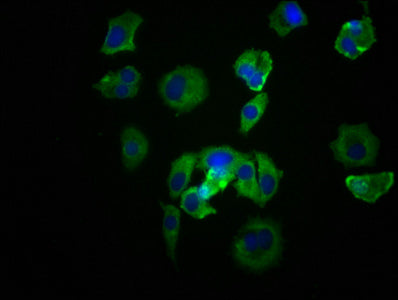 SRC Antibody