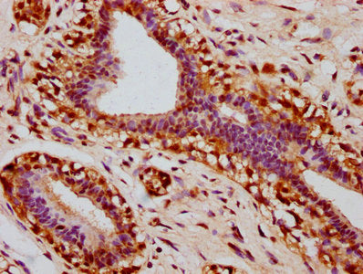 Phospho-STAT3 (S727) Antibody