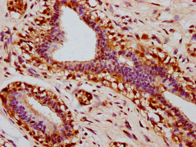 Phospho-STAT3 (S727) Antibody