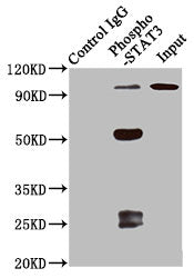 Phospho-STAT3 (S727) Antibody