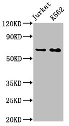 STIP1 Antibody