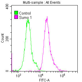 SUMO1 Antibody